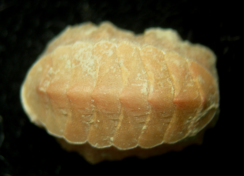 chiton sp 3